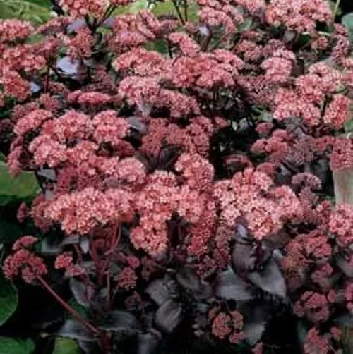 Sedum Purple Emperor Tall Drought Tolerant 2.5 Inch Pot  - $27.76