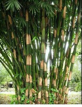 Grow In US 50 Giant Atter Bamboo Seeds Privacy Garden Clumping Exotic Shade Scre - £9.27 GBP