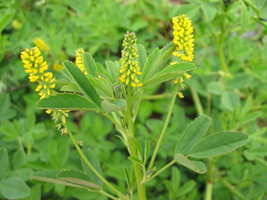 SR12Store Clover Yellow Flower Sweet Clover 1200 Seeds* US Product - £6.44 GBP