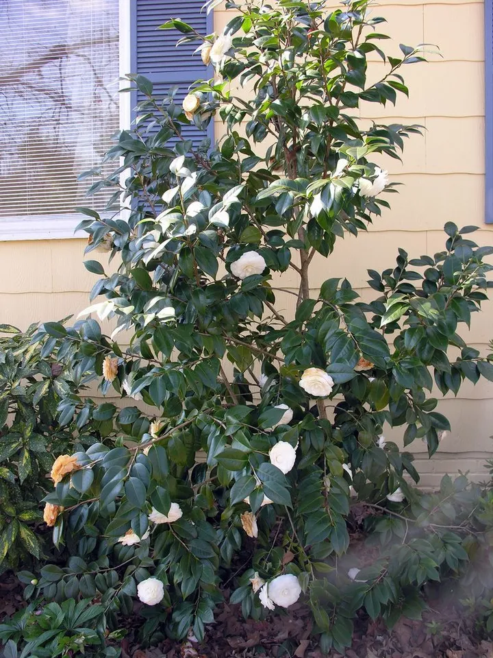 1 Live Plant White By The Gate Camellia Japonica Stater Plant - £32.67 GBP