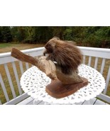 Old Taxidermy Porcupine Wooden Stand Cabin Decor - $1,200.00