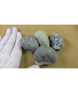 tn-19-1) 4 large natural Tagua Nut whole nuts craft Carving Dried plain ... - $32.25 CAD