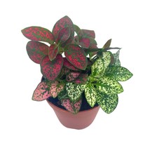 Polka-dot-Plant, Hypoestes phyllostachya, Live in a 2 inch Pot by BubbleBlooms - £7.63 GBP