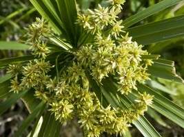 400 Lovage seeds Levisticum officinale FRESH - £8.96 GBP