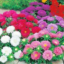 251 China Aster Powder Puff Mix Seeds Cut Flowers New Fresh US Shipping - $89.73 MXN