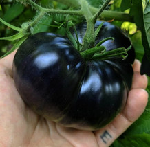 120+ Black Sea Man Tomato Seeds Heirloom Organic  - $3.40