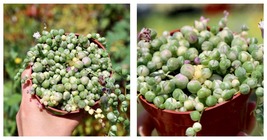 4&quot; Variegated String of Pearls Houseplant  - £36.82 GBP