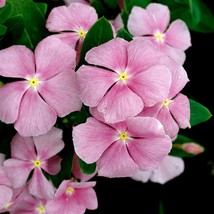 Beautiful Periwinkle Flowers Seeds, easy to grow long beautiful flowers ... - £8.74 GBP