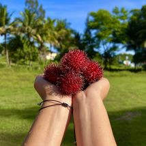 Red Guava (Psidium guajava) tropical live fruit tree 24&quot;-36&quot; - £43.79 GBP