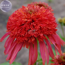  Echinacea &#39;Guava Red&#39; Fire Red Coneflowers 200 big blooms flowers Seeds - £6.72 GBP