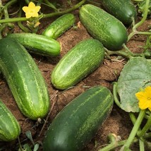 New 10 Wisconsin pickling cucumber seeds Non GMO Grown Great pickles Tas... - $9.95