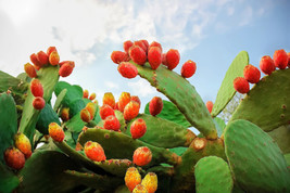 Seeds 10 Orange Prickly Pear Cactus Indian Fig Opuntia Ficus Indica Fruit Flower - £21.18 GBP