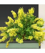 KKG 15 Seeds Butter Yellow House Flowers Planting Seeds - $13.95