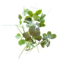 Ship From Us Colorful Mustard Microgreens &amp; Baby Salad Seed ~50 Lb Seeds TM11 - £1,116.30 GBP