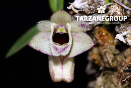 DENDROBIUM HEKOUENSE MINI MINIATURE ORCHID POTTED - $33.00