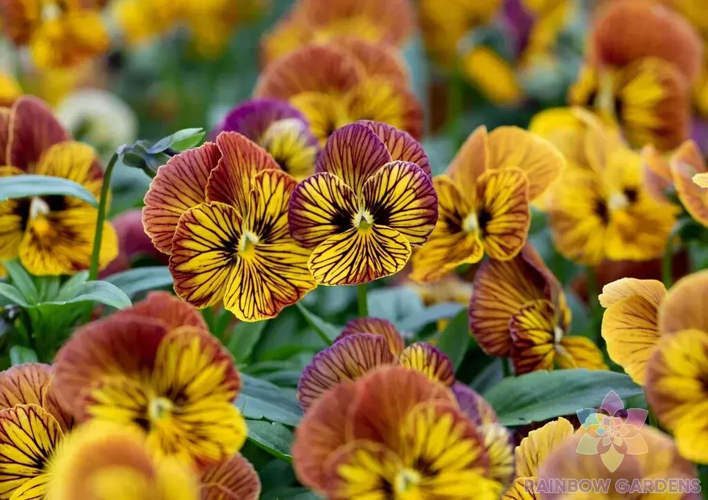 200 Tiger Eye Yellow Pansy Viola Seeds Fast US Shipping - $10.96