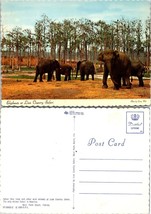 Florida West Palm Beach Lion Country Safari Elephants In Groups VTG Postcard - £7.39 GBP