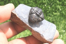 Devonian Phacops Trilobite Fossil – Authentic Ancient Morocco Collectible - €38,14 EUR