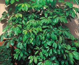 HS 30+ Cyprus Umbrella Plant Seeds  Annual Flower Seeds / Indoor Housepl... - $4.89
