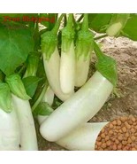 MBK 6 Carumbola Starfruit Seeds Fast Ship - $12.98