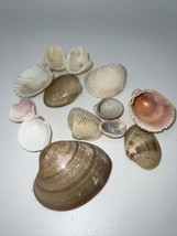 Lot of 13 Natural Shells Estate Find - $6.99