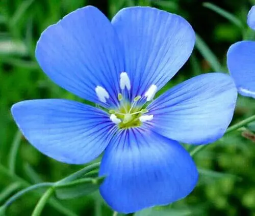 Flax Blue Annual Organic Linum Usitatissimum Jocad (1,000 Seeds) Usa Seller - £22.26 GBP