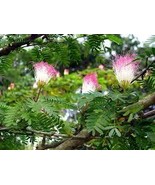 Daun Trembesi - Pithecellobium Saman Benth Leaf (Powder), 80 Gram - $22.94