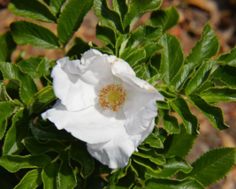 10 Pc Seeds Rosa Rugosa Alba Flower, White Japanese Rose Seeds for Planting | RK - £18.93 GBP