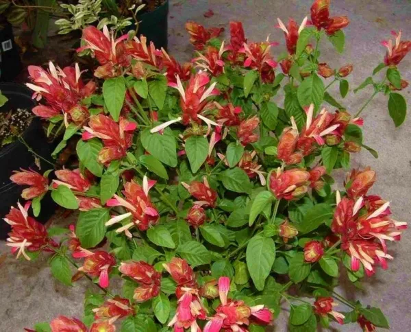 Red Shrimp Starter Plant Justicia Brandegeana Beautiful Blooms Garden - £29.91 GBP