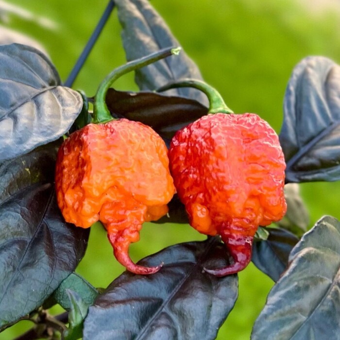 Gator Jigsaw Orange Pepper Seeds Peppers For Garden Salsa Vegetables Hotter Than