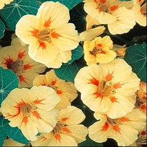 US Seller Peach Melba Nasturtium Seeds Nasturtium Seeds Free Shipping 90 Seeds F - $12.60