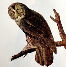 Great Gray Owl Bird Lithograph 1950 Audubon Antique Art Print DWP6B - £28.03 GBP