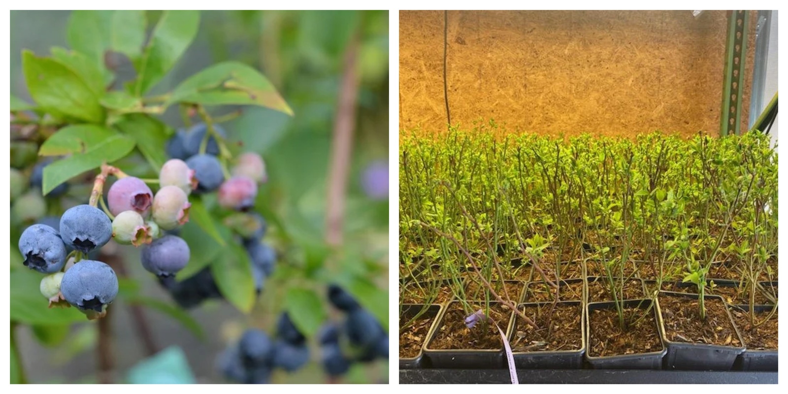 New! 1 Nelson Northern Highbush Blueberry-Ship Bare Root 10" to 12" in size! - $60.99