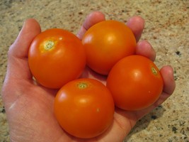Jaune Flamme Tomato - 5+ seeds - P 153 - £1.58 GBP
