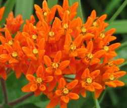 Butterfly Weed Orange Asclepias Tuberosa 100 Bulk Seeds Fresh - £30.35 GBP