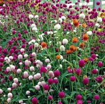 Globe Amaranth Mixed Color Flower Seeds - £3.01 GBP