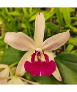 Brassocattleya Bessho C. amethystogiossa Hybrid Orchid NBS in a 4-inch p... - €25,83 EUR