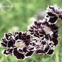 Fresh Black White Dianthus Chinensis Chianti Double Flowers 50 Seeds Light Fragr - $11.66