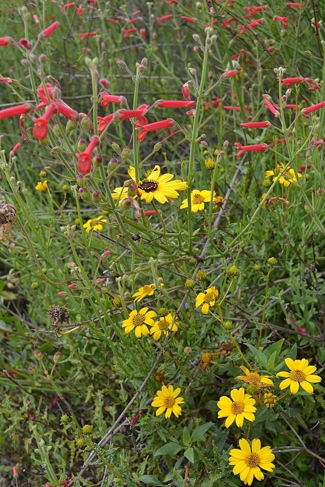 Penstemon Centranthifolius Central Penstemon 10 Seeds New Fresh US Shipping - $37.58