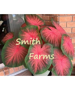 FMG 25 Seeds Caladiums Flowers Fast Grow - $13.43