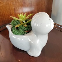 Seal Planter with Live Succulent, Stanley the Seal, Animal Planter Plant Pot image 6