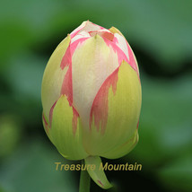1 Professional Pack, 1 seeds / pack, White Nelumbo Nucifera Lotus Flower w/ Red  - £6.57 GBP