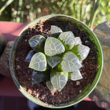 Haworthia Bayeri Moon Shadow 2 Inch Pot 2 Plants New Fresh  - $63.80