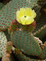 3 Cuttings Opuntia microdasys rufida Engelm Cinammon Bunny Ears Cactus P... - $40.00