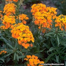 Wallflower- Siberian- 250 Seeds Fresh Garden Usa Seller - £5.19 GBP