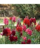 Fresh 1000 Passion (Red) Mix Snapdragon Seeds for Garden - €9,41 EUR
