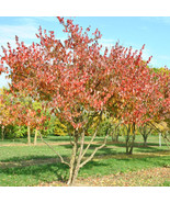 KKG Cornus Officinalis Asiatic Dogwood Shrub Seeds Edible Fruit Longevit... - $15.67
