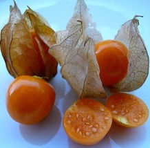 Physalis Edulis Cape Gooseberry 15 Seeds Gardening Beautiful USA SHIPPING - $23.18