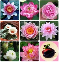 20 Seed REAL Bowl Lotus Hydroponic Aquatic Plants Flower Water Lily - $30.00