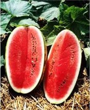 Watermelon, KLECKLEY&#39;S Sweet, Heirloom, 500 Seeds, Large &amp; Super Sweet - £7.10 GBP